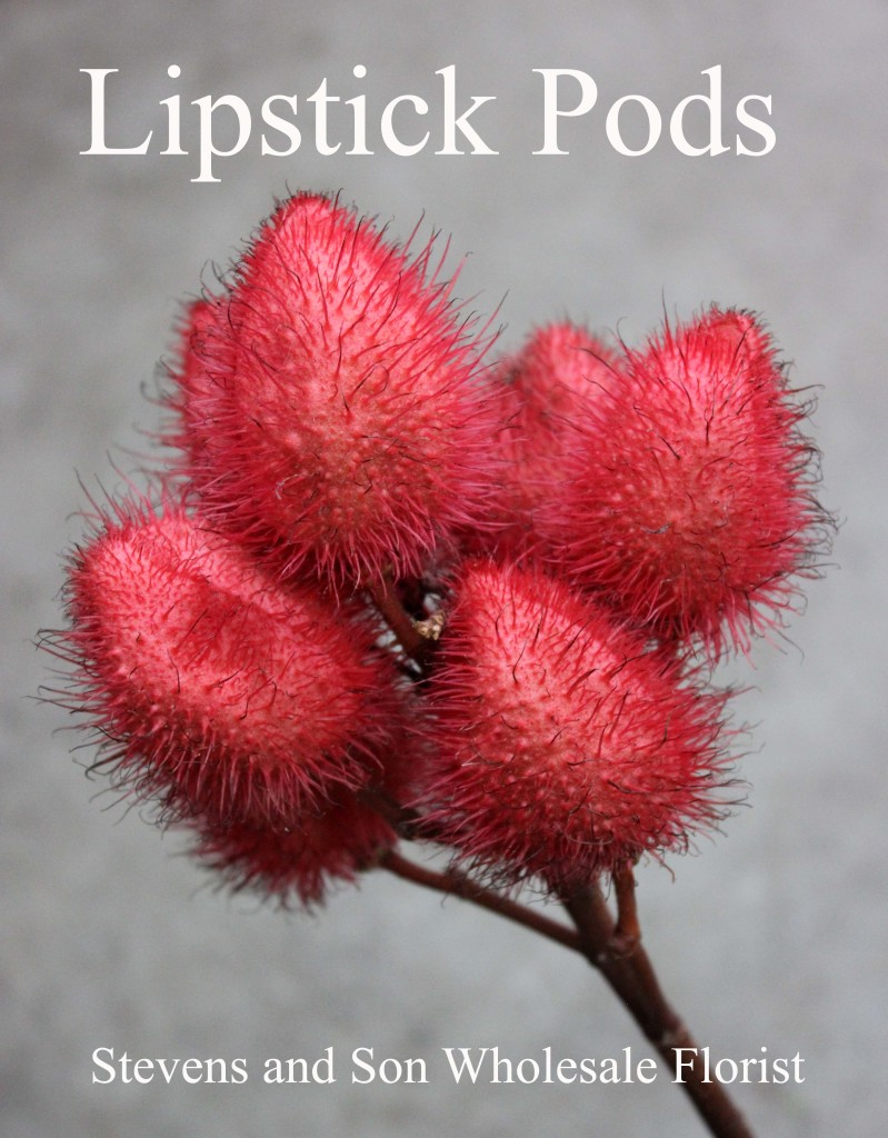 Lipstick Pods - Photo Credit Allison Linder