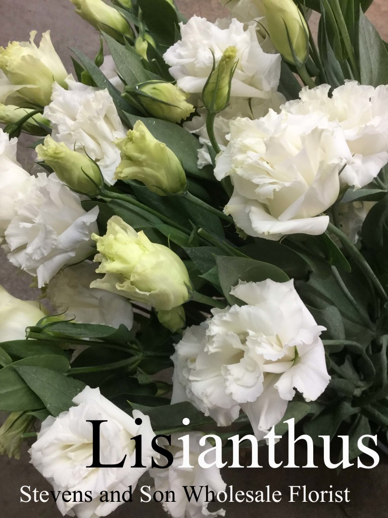 Lisianthus - Photo Credit Allison Linder
