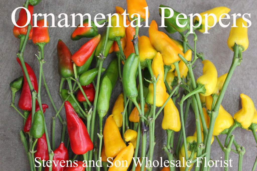 Ornamental Peppers - Photo Credit Allison Linder