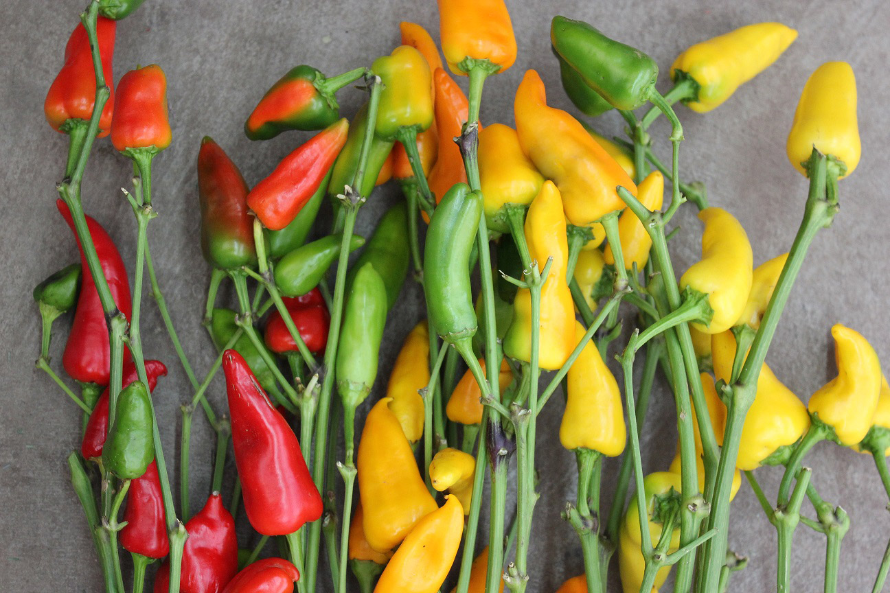 Ornamental Peppers Stevens and Son Wholesale Florist