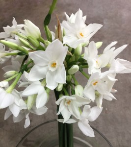 Paperwhite Narcissus - Aerial - Photo Credit Allison Linder