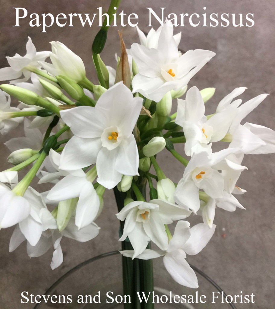 Paperwhite Narcissus - Photo Credit Allison Linder