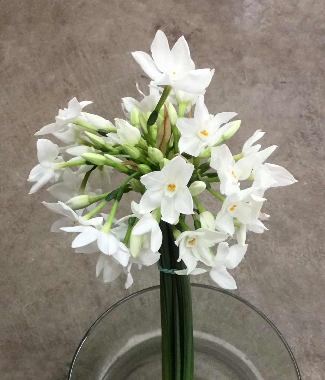 Paperwhite Narcissus Stevens and Son Wholesale Florist