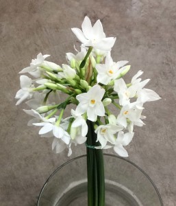 Paperwhite Narcissus - Side - Photo Credit Allison Linder