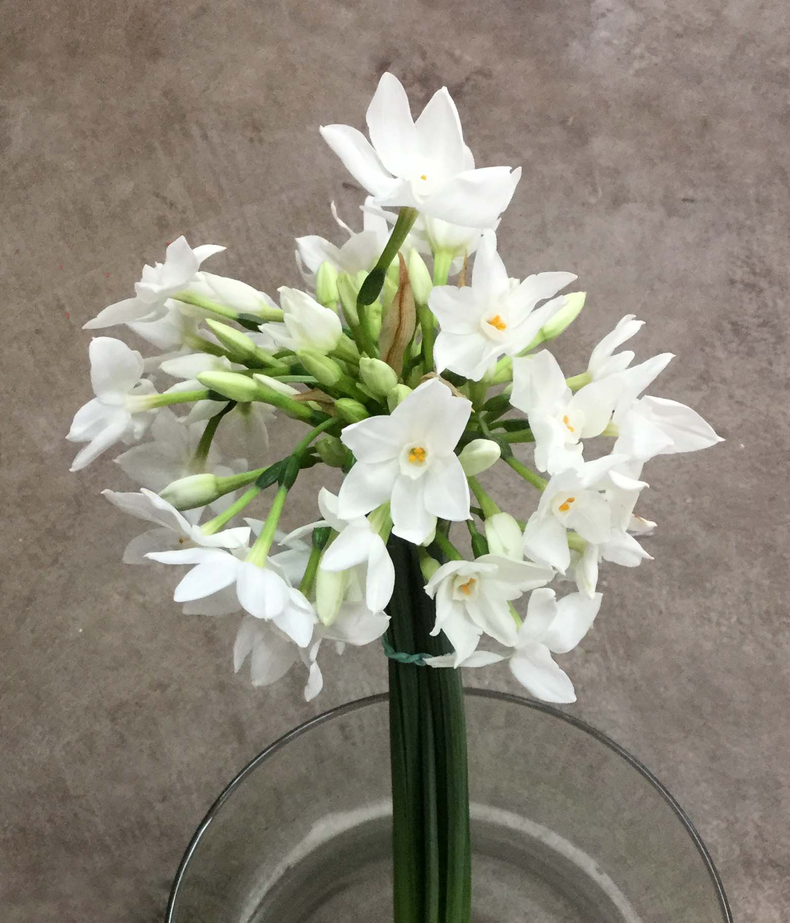 Paperwhite Narcissus Stevens and Son Wholesale Florist