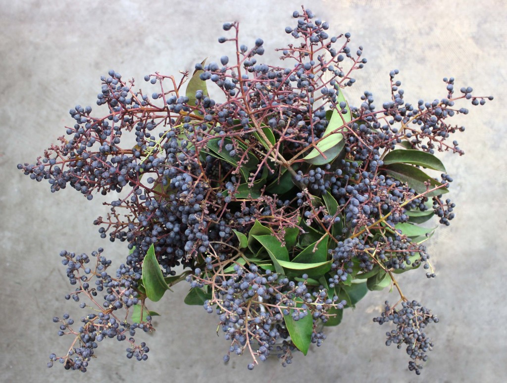 Privet Berry - Blue Aerial - Photo Credit Allison Linder