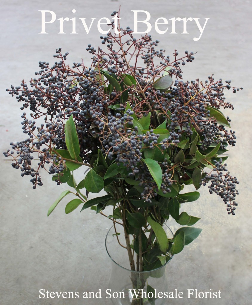 Privet Berry - Photo Credit Allison Linder
