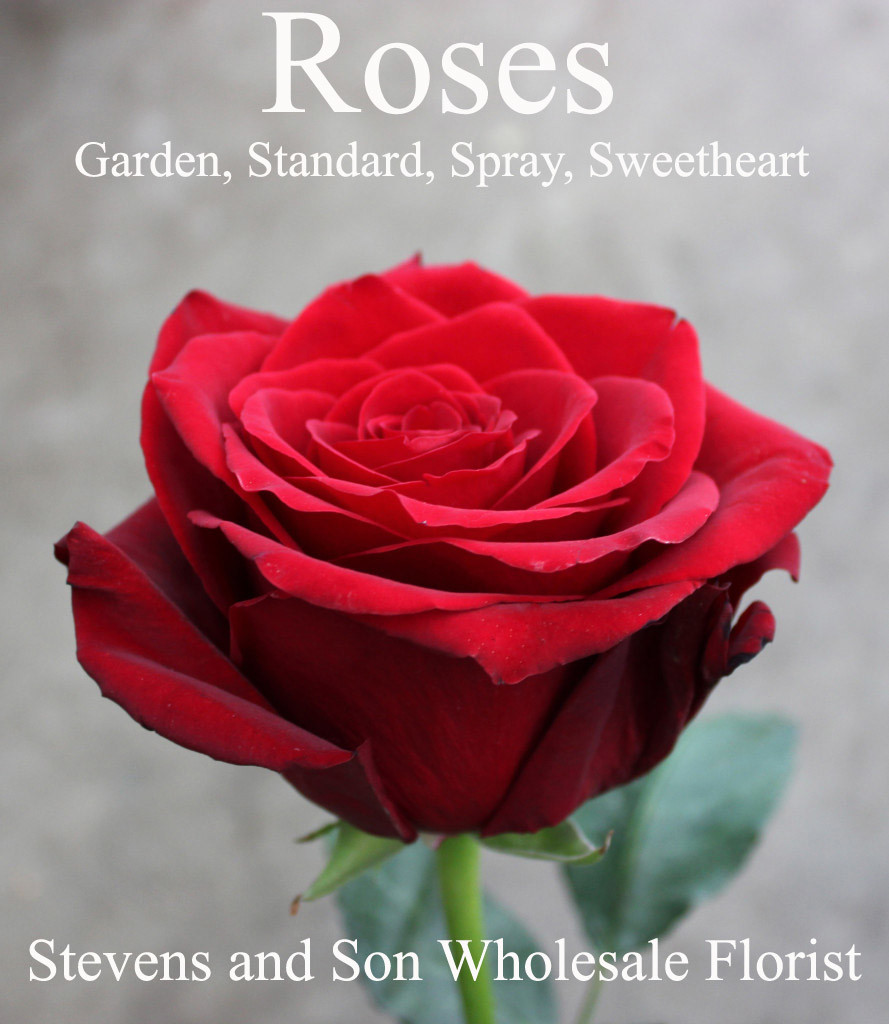 Roses - Photo credit Allison Linder