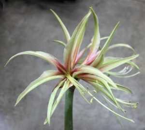 Tarantula Amaryllis - Aerial - Photo Credit Allison Linder
