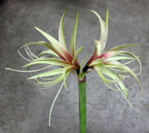 Tarantula Amaryllis - Side - Photo Credit Allison Linder
