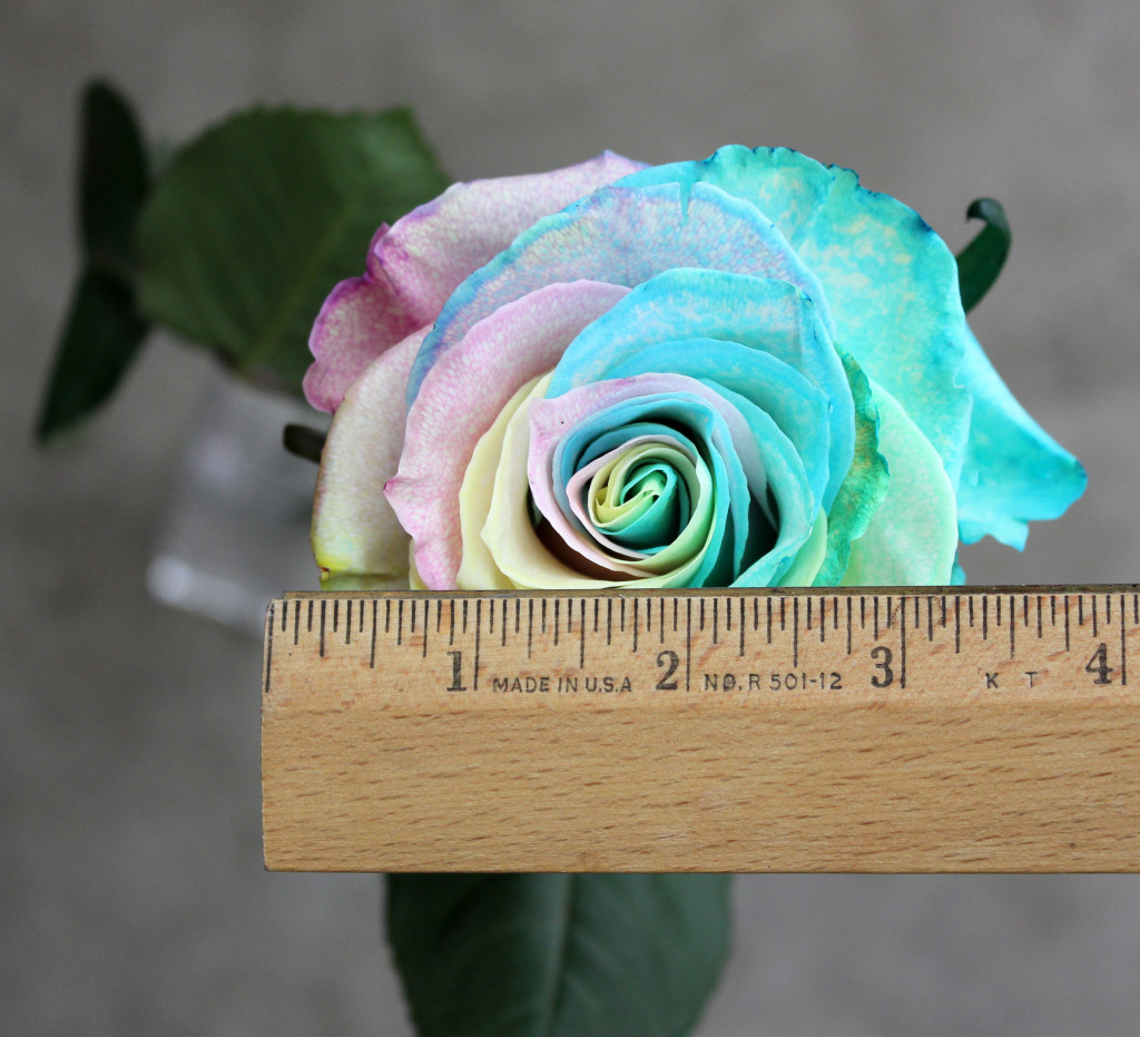Tinted Rainbow Pastel Mo - Measured - Photo Credit Allison Linder