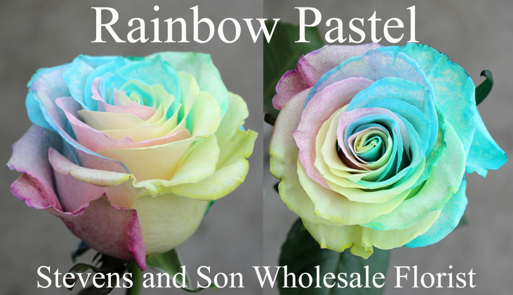 Tinted Rainbow Pastel Mo - Photo Credit Allison Linder