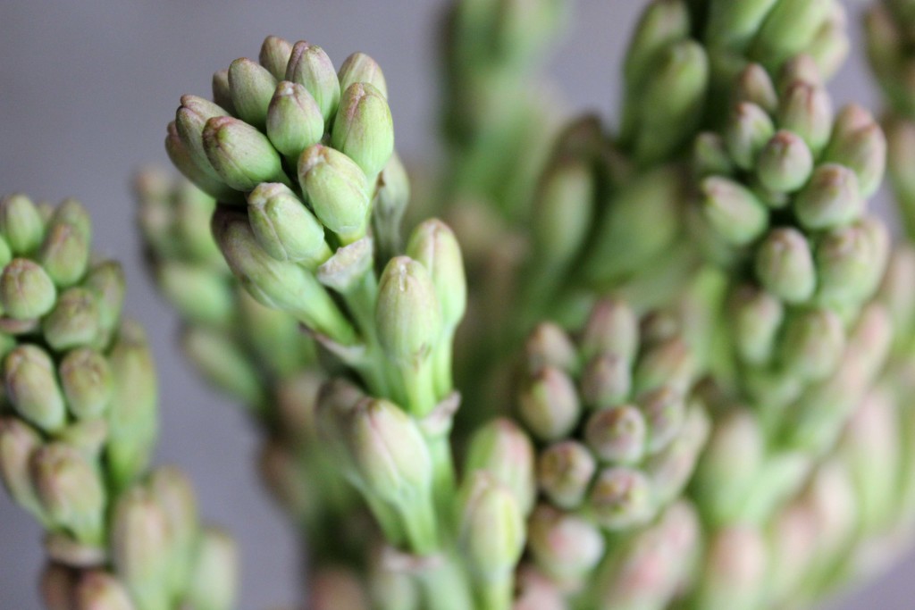 Tuberose - Aerial - Photo Credit Allison Linder