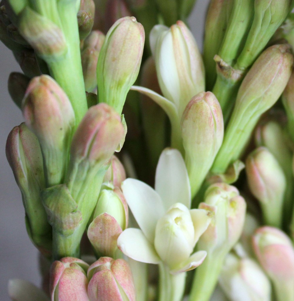 Tuberose - Detail Open - Photo Credit Allison Linder