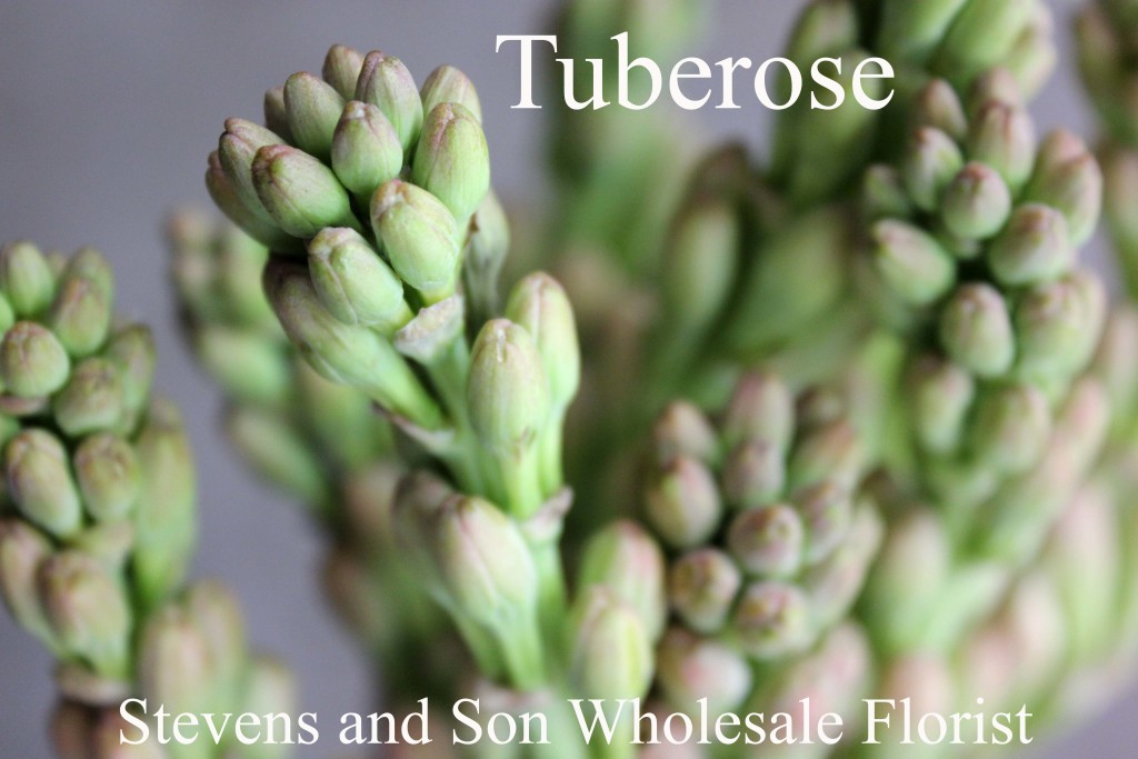 Tuberose - Photo Credit Allison Linder