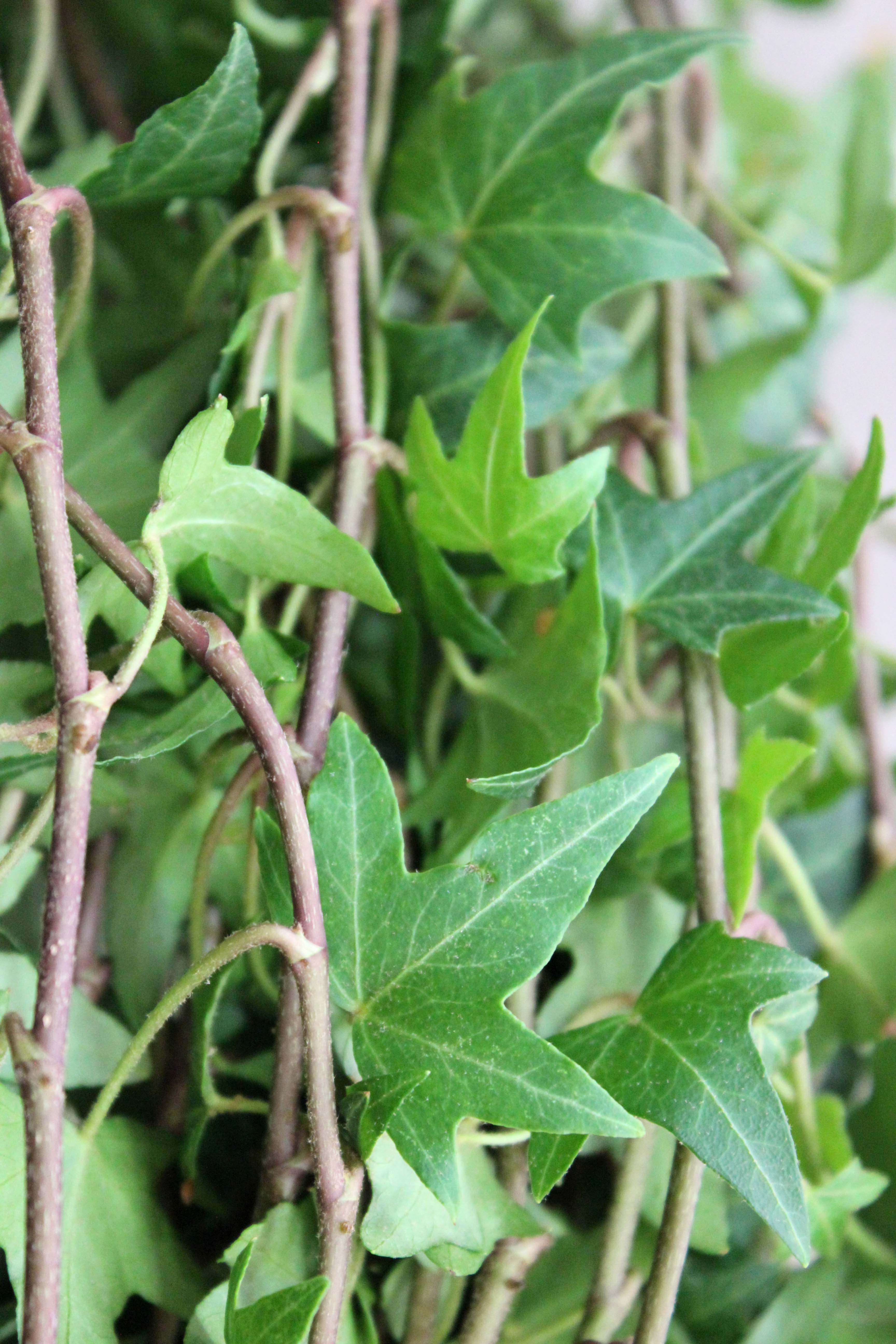 Wedding Ivy Stevens and Son Wholesale Florist