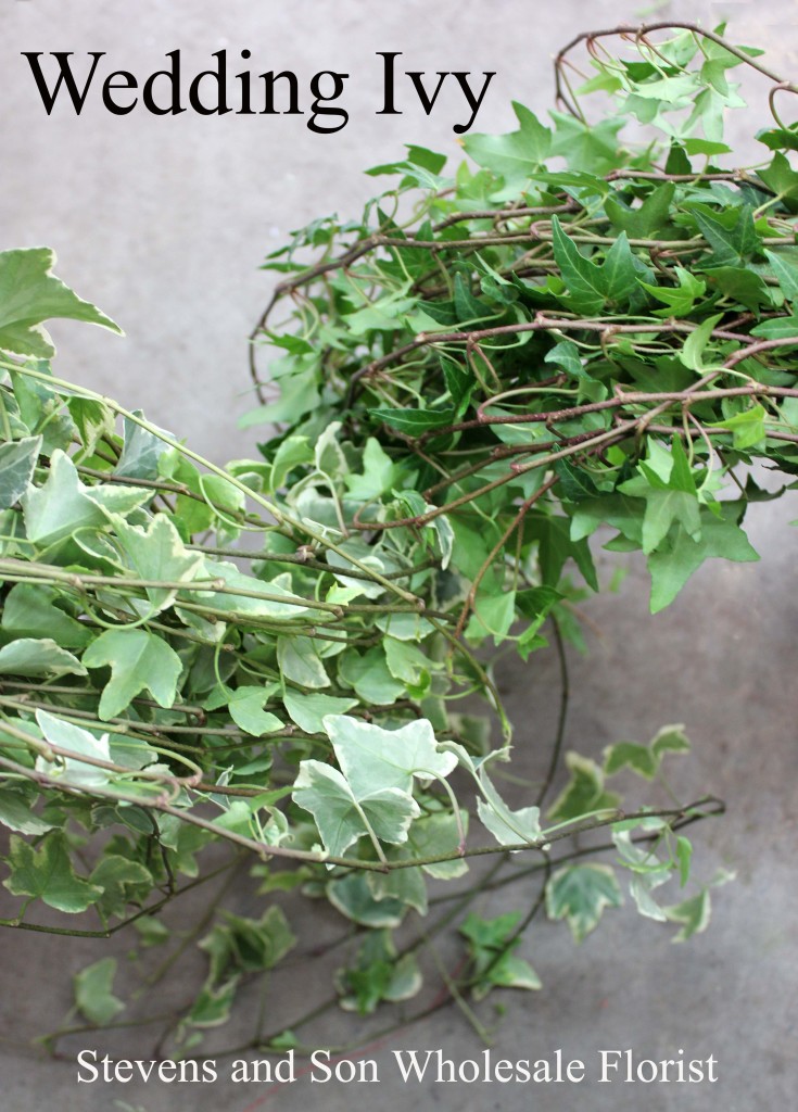 Wedding Ivy - Photo Credit Allison Linder