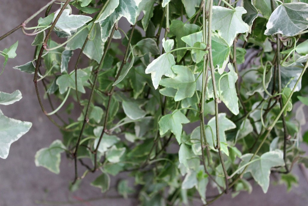 Wedding Ivy Variegated - Aerial - Photo Credit Allison Linder