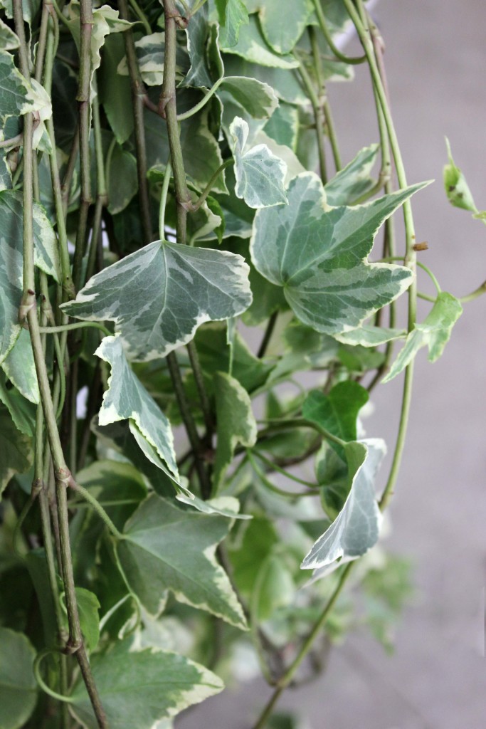 Wedding Ivy - Variegated Side - Photo Credit Allison Linder