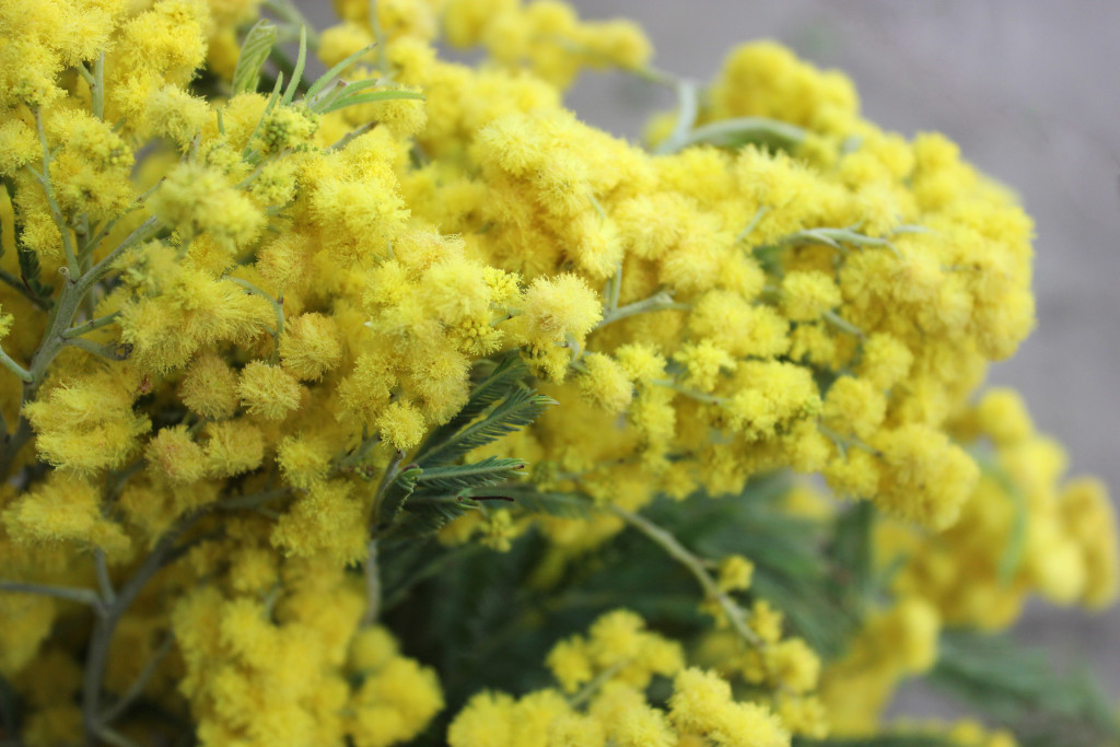 Acacia Flowering - Flowers - photo Credit Allison Linder