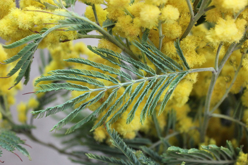 Acacia Flowering - Leaf - Photo Credit Allison Linder