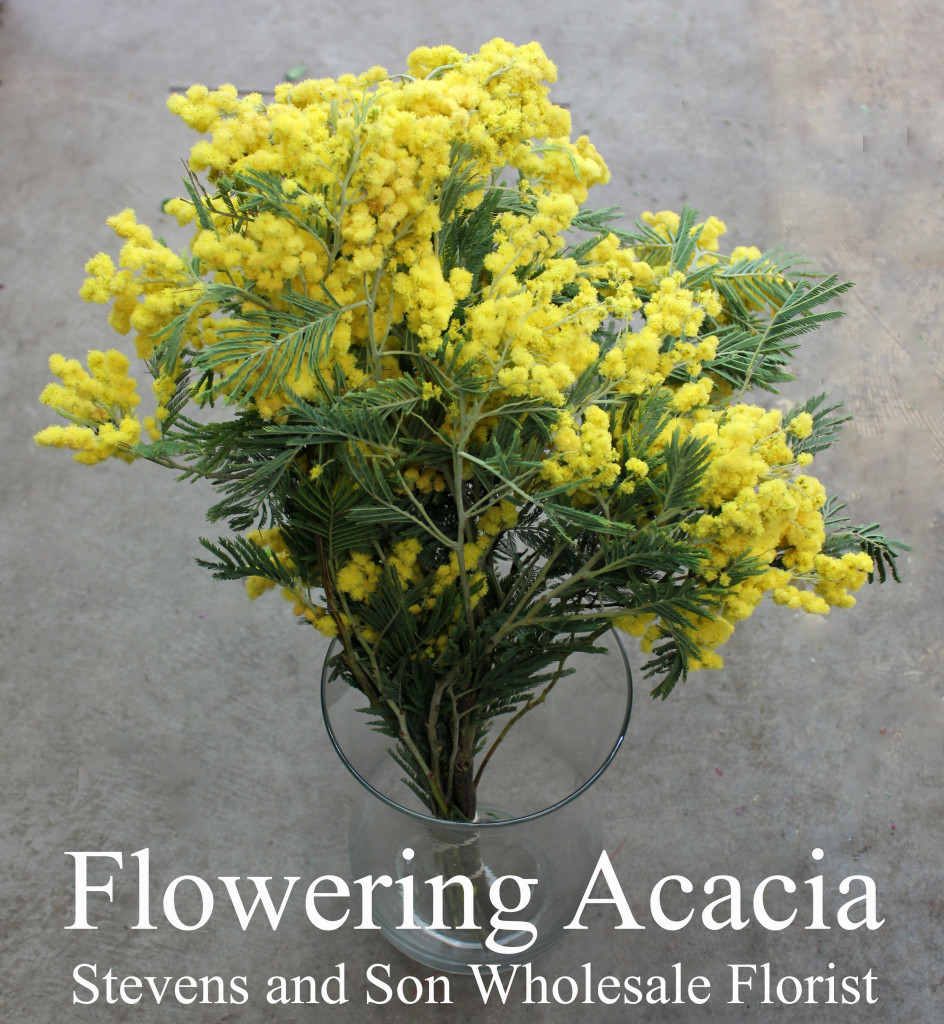 Acacia Flowering - Photo credit Allison Linder