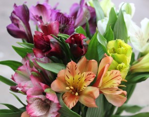 Alstroemeria - Aerial - Photo Credit Allison Linder