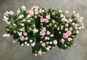 Bouvardia - Lt Pink Aerial - Photo Credit Allison Linder