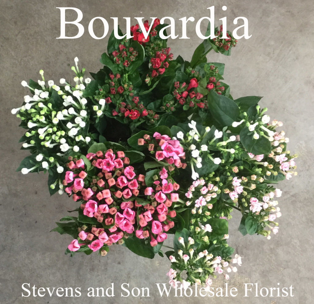 Bouvardia - Photo Credit Allison Linder