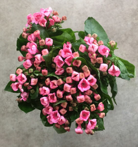 Bouvardia - Pink Aerial - Photo Credit Allison Linder