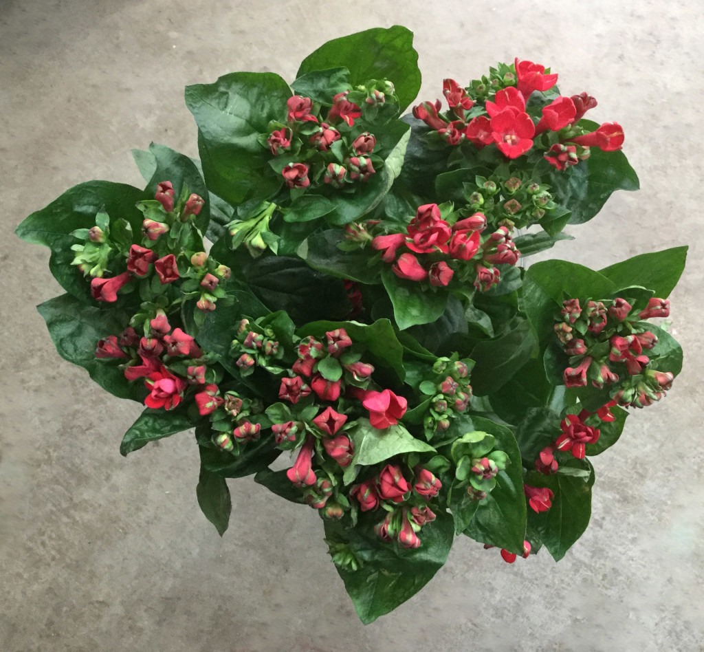 Bouvardia - Red Aerial - Photo Credit Allison Linder
