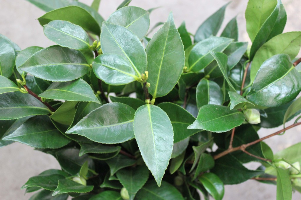 Camelia - Aerial Detail - Photo Credit Allison Linder
