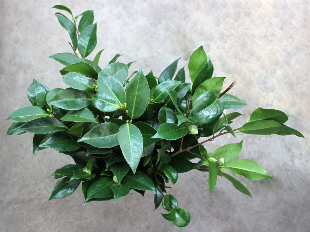 Camelia - Aerial - Photo Credit Allison Linder