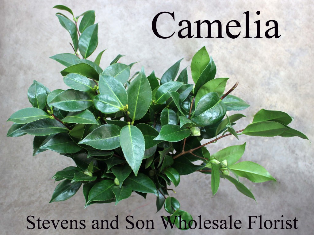 Camelia - Photo Credit Allison Linder