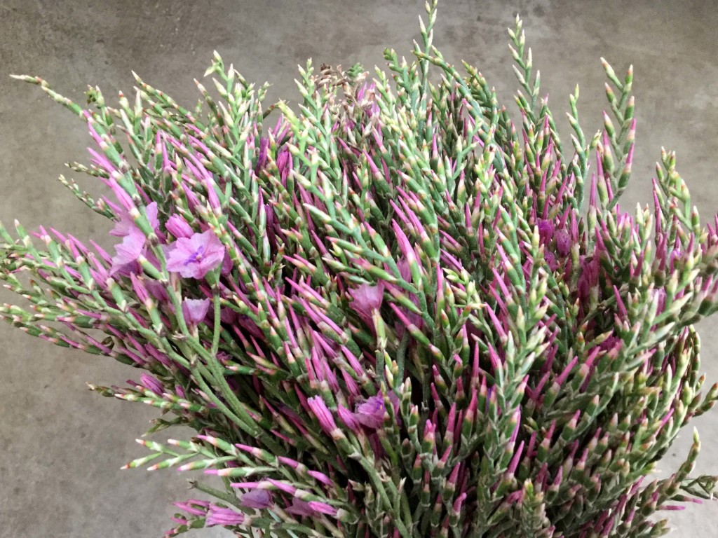 Chorus Magenta Stevens and Son Wholesale Florist