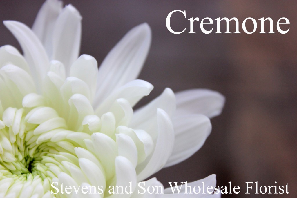 Cremone - Photo Credit Allison Linder