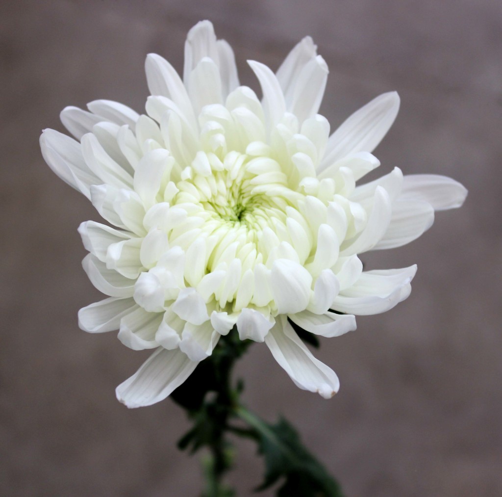 Cremone | Stevens and Son Wholesale Florist