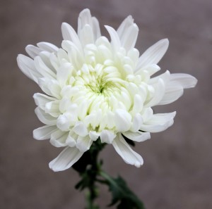 Cremone - Side White - Photo Credit Allison Linder