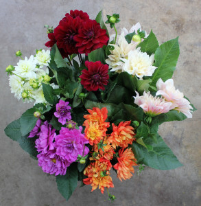 Dahlia - Aerial - Photo Credit Allison Linder