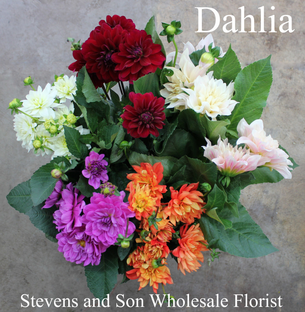 Dahlia - Photo Credit Allison Linder