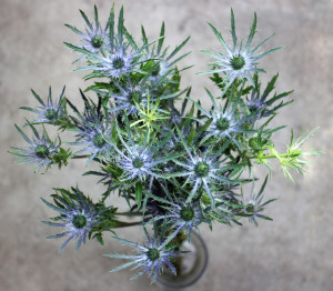 Eryngium - Blue Star Flower - Aerial - Photo Credit Allison Linder
