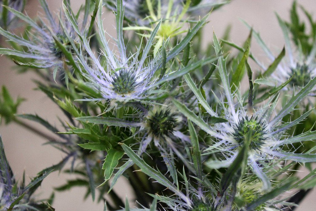 Eryngium - Blue Star Flower Detail - Photo Credit Allison Linder