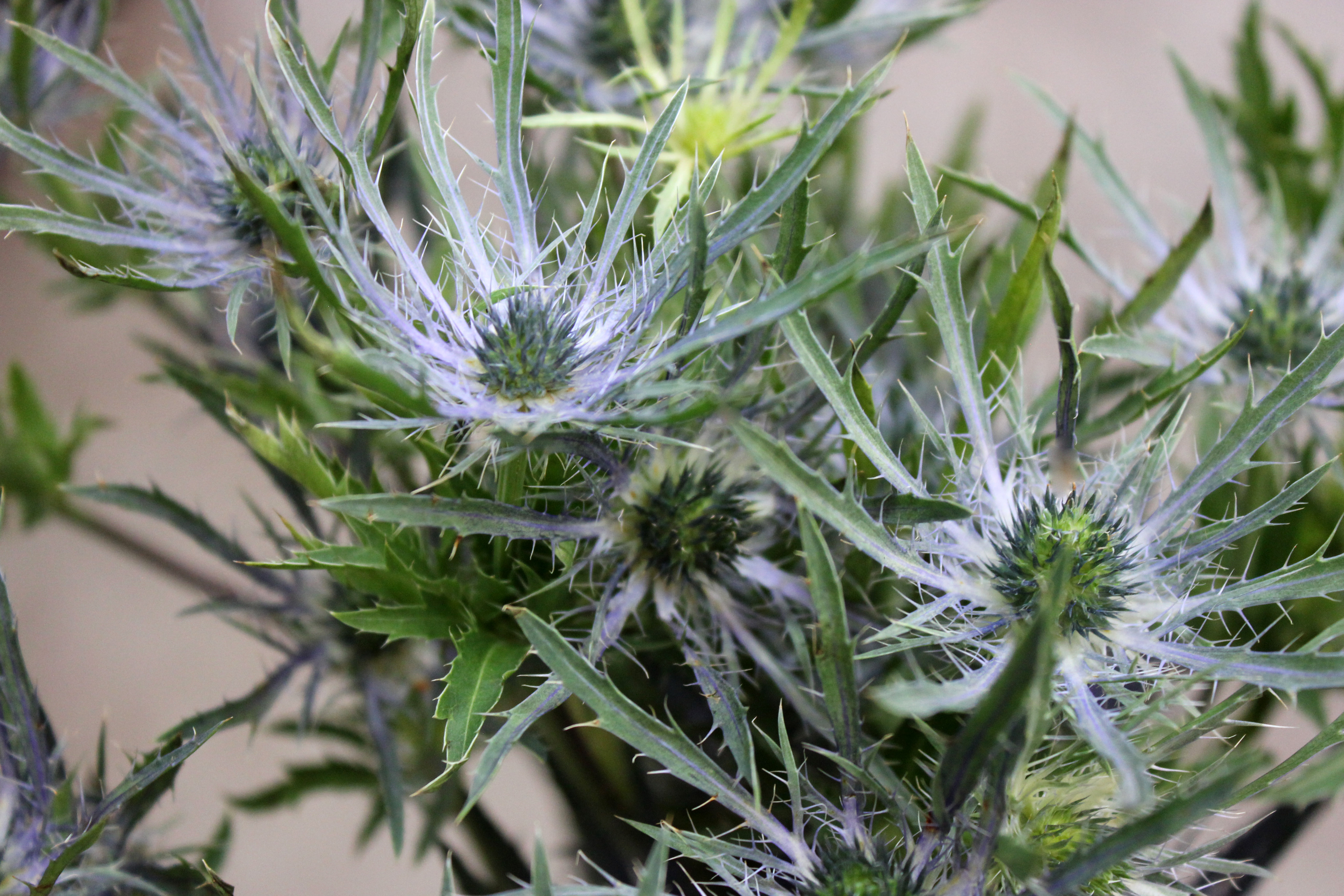 Eryngium Stevens and Son Wholesale Florist