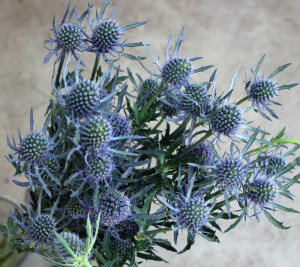 Eryngium - Blue Thistle - Photo Credit Allison Linder