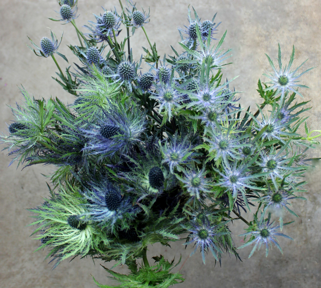 Eryngium Stevens and Son Wholesale Florist