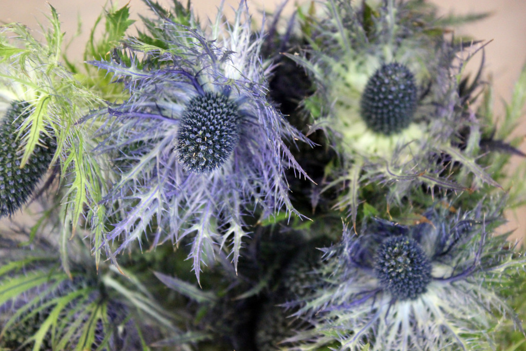Eryngium - Jackpot Detail - Photo Credit Allison Linder
