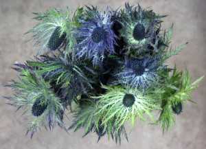 Eryngium - Jackpot - Photo Credit Allison Linder