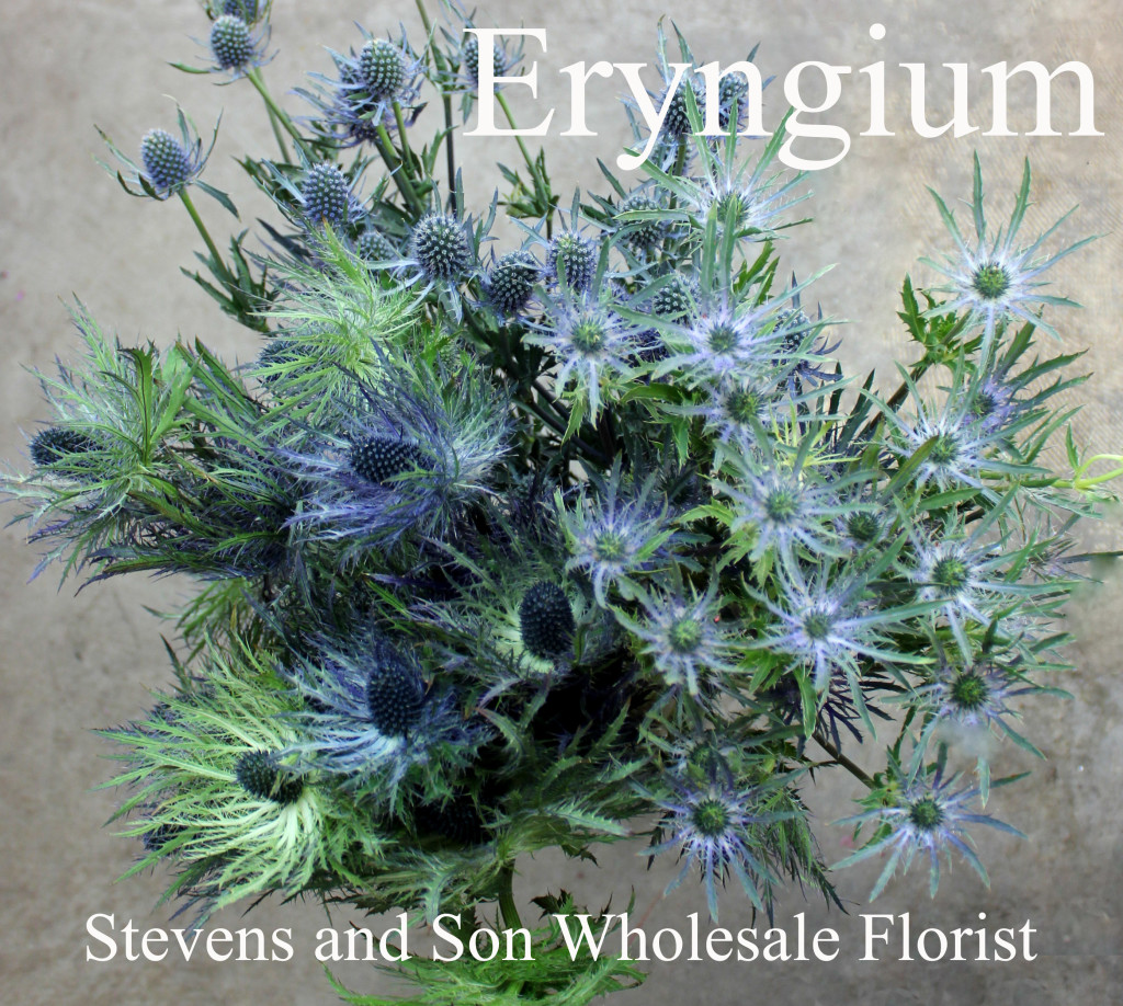 Eryngium - Photo Credit Allison Linder