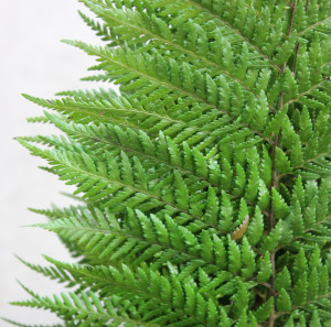 Feather Fern - Detail - Photo Credit Allison Linder