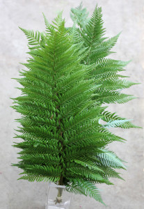 Feather Fern - Side - Photo Credit Allison Linder